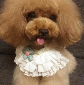Handmade Retro Lace Flower Collar