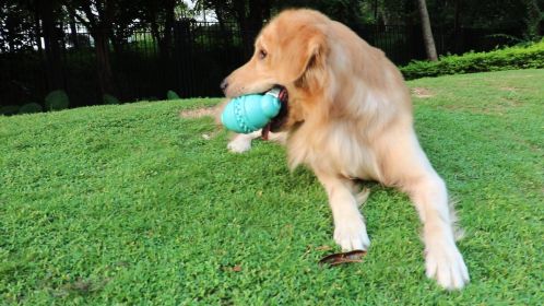 Dog Bottle Shape Chew Toys