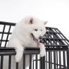 Heavy-Duty Metal Dog Crate 52"