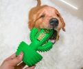 Dog Cactus Shape Stick