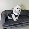Large Dog Bed Couch with Foam Support