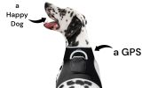 Waterproof GPS Pet Tracker Collar Large