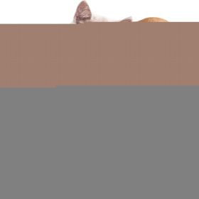 Immune Support Pet Drops for Dogs