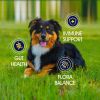 Dog Probiotic Supplement
