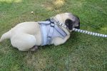 Harness with Leash Set