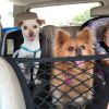 Dog Car Safety Isolation Net