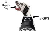 Wireless GPS Dog Tracker Collar XS