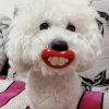 Dog Pacifier Toy – Red Lips Design