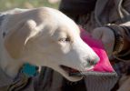 Floatation Tug-N-Pull Dog Toy