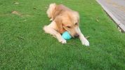 Dog Bottle Shape Chew Toys
