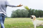 Dog Toys Parrot Shaped