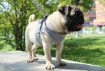 Harness with Leash Set