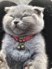 Pet Collar with Bell Pendant