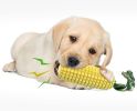 Dog  Aggressive Chewers Toy