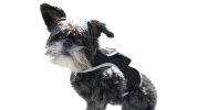 Dog Collar GPS Tracking Device Large