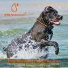 Dog Electric Shock Collar