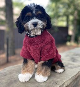 Burgundy Pullover (size: 2XL)