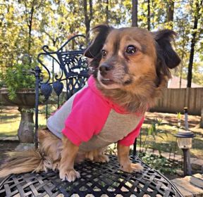 Dog Hoodie Pink Gray (size: small)