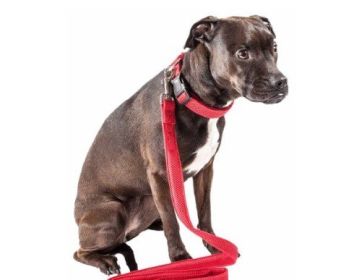 Dog Leash Collar Set Adjustable (Color: Red, size: small)
