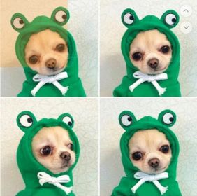 Fruit Print Dog Hoodie (Option: 5 Style-M)