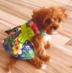 Hawaiian Lagoon Dress (size: X-Small)