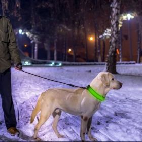 LED Dog Collar USB Rechargeable (Color: Green, size: L)