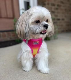 American River Harness Pink and Orange (size: X-Small)