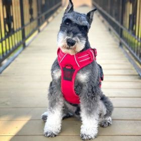 Dog Harness Crimson (size: small)