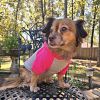 Dog Hoodie Pink Gray