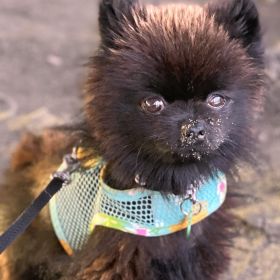 Dog Harness Pineapple (size: X-Small)
