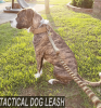 Tactical Leash for Dogs