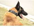 D-Ring & Buckle Collars