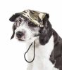 Camouflage Dog Hat