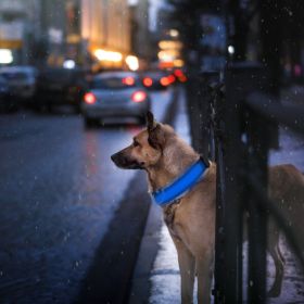 LED Dog Collar USB Rechargeable (Color: Color, size: M)