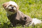 Wool Dog Coat