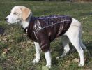 Suede Dog Coat