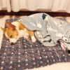 Pet Sleeping Mat Warm