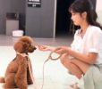 Leather Dog Leash