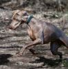 Outdoor Dog Leash and Collar