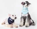 Velcro Dog Bandana and Scarf