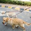 Double Dogs Leash