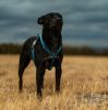 Convertible Dog Leash and Harness