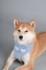 Velcro Dog Bandana and Scarf