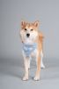 Velcro Dog Bandana and Scarf