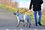 Reflective Dog Leash and Collar