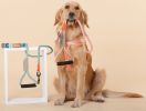 Nylon Dog Harness and Leash