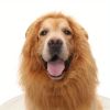 Dog Costume Lion Mane
