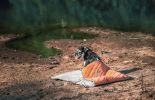 Camping Dog Mat