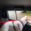 Dog Seat Belt Leash