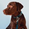 Outdoor Dog Leash and Collar